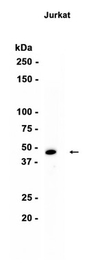 WDR12 Rat mAb