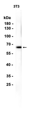 Chk2 Rabbit mAb