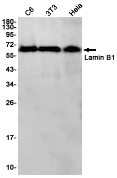 Lamin B1 Rabbit mAb