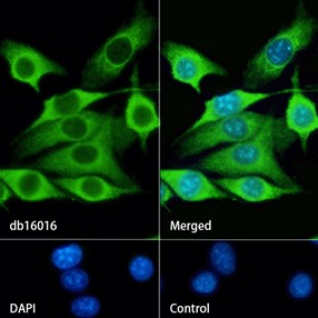 C7 Rabbit mAb