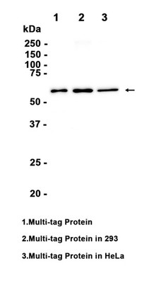 V5 Tag Rabbit mAb