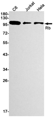Rb Rabbit mAb